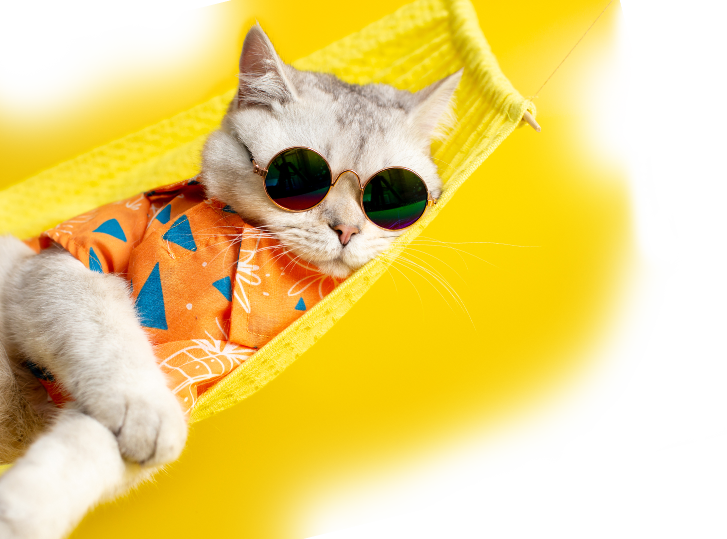 A cat wearing a Hawaiian shirt and sunglasses, in a hammock.